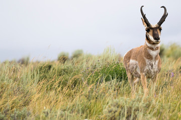 PRONGHORN ANTELOPE IN SAGEBRUSH MEADOW STOCK IMAGE