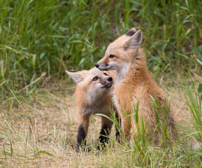 RED FOX KITS ON GREEN GRASS STOCK IMAGE