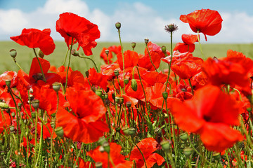 Beautiful flowers panorama red poppy and blue sky background. Field with flowers on sunny summer day