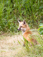 RED FOX KIT ON GREEN GRASS STOCK IMAGE
