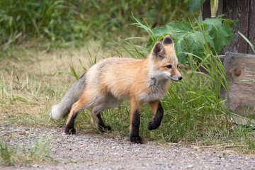 RED FOX KIT ON GREEN GRASS STOCK IMAGE