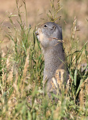 UINTA GROUND SQUIRREL IN GRASS STOCK IMAGE