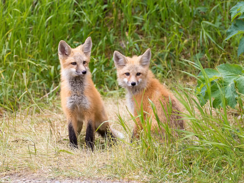 RED FOX KITS ON GREEN GRASS STOCK IMAGE