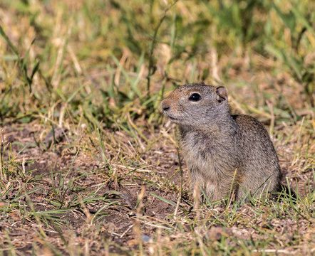 UINTA GROUND SQUIRREL IN GRASS STOCK IMAGE