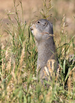 UINTA GROUND SQUIRREL IN GRASS STOCK IMAGE