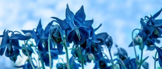Schönes Wiesenfeld mit klassischer blauer Blumen-Akelei. Frühlings- oder Sommerwildblumennahaufnahme. Gesundheitskonzept. Alternative Medizin. Farbe des Jahres 2020 klassisches Blau © Olga Ionina