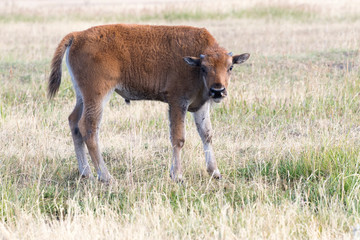 BISON CALF IN GRASS MEADOW  STOCK IMAGE