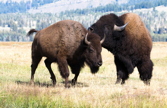 TWO BISON IN GRASS MEADOW  STOCK IMAGE