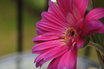 Gerbera pink side view