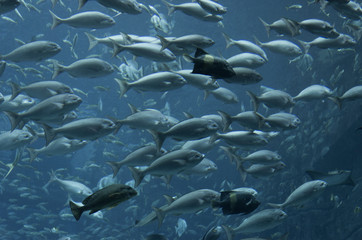 Meeresfische im tiefen Wasser