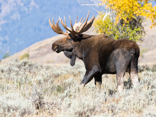 BULL MOOSE IN AUTUMN COLORS STOCK IMAGE