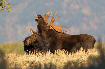 BULL MOOSE FLEHMEN RESPONSE STOCK IMAGE