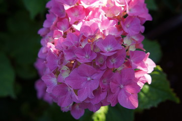 Pink touched by light