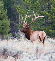 BULL ELK IN SAGEBRUSH MEADOW STOCK IMAGE