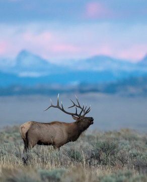 BULL ELK IN SAGEBRUSH MEADOW STOCK IMAGE