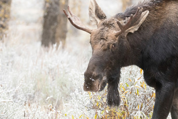 BULL MOOSE IN AUTUMN COLORS STOCK IMAGE