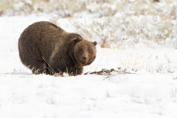 Obraz premium GRIZZLY BEAR IN SNOW STOCK IMAGE