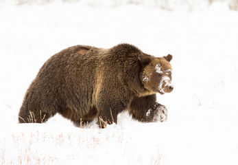 Obraz premium GRIZZLY BEAR IN SNOW STOCK IMAGE