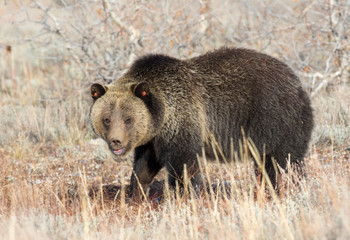 GRIZZLY BEAR IN SAGEBRUSH MEADOW STOCK IMAGE