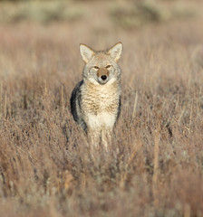 COYOTE IN DEEP GRASS STOCK IMAGE