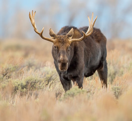 BULL MOOSE IN AUTUMN COLORS STOCK IMAGE