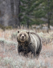 GRIZZLY BEAR IN SAGEBRUSH MEADOW STOCK IMAGE