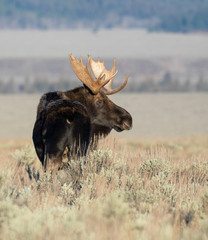 BULL MOOSE IN AUTUMN COLORS STOCK IMAGE