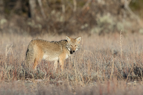 COYOTE IN DEEP GRASS STOCK IMAGE
