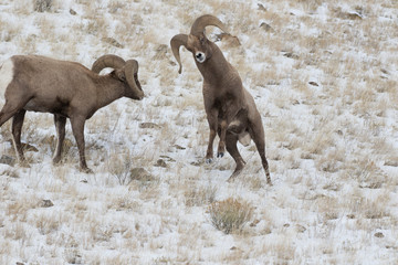 BIGHORN SHEEP IN MEADOW STOCK IMAGE