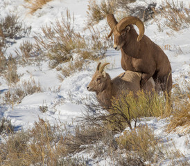 BIGHORN SHEEP IN MEADOW STOCK IMAGE
