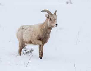 BIGHORN SHEEP IN MEADOW STOCK IMAGE