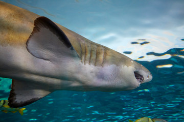 Fototapeta premium Sharks at Ripley's Aquarium, Toronto, Canada