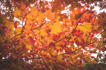 A tree with vivid Autumn colors