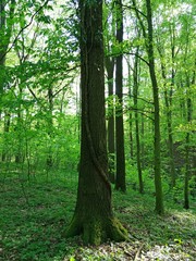 Obraz premium Tree in a forest on which a trunk of other plant grows