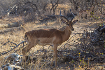 Naklejka na ściany i meble Impala watching in Krueger National Park