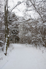walk through the winter snow-covered forest