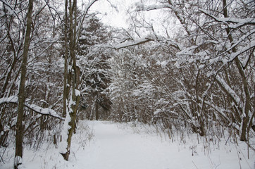walk through the winter snow-covered forest