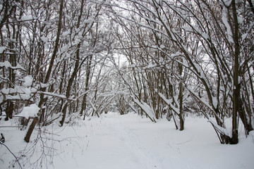 walk through the winter snow-covered forest