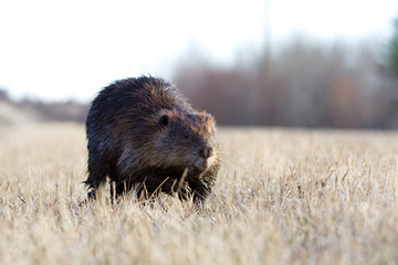 A Beaver walking in short grass in springtime