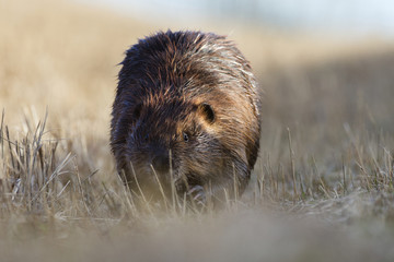 A Beaver walking in short grass in springtime