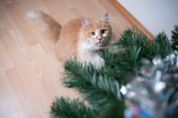 high angle view of a ginger white maine coon cat looking up at christmas tree curiously