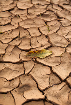 dry desert cracked ground and leaf drought concept