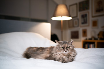 tired tortoiseshell maine coon cat lying on bed relaxing in bedroom looking at camera cranky