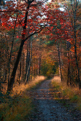 Footpath in a colorful wood in autumn on a sunny day.