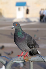 pigeon in athens, greece