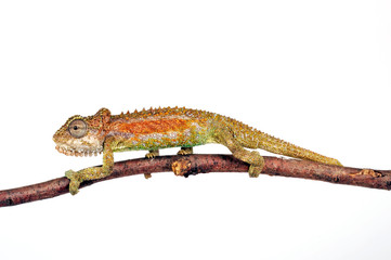 Transvaal dwarf chameleon / Zwergchamäleon (Bradypodion transvaalense) © bennytrapp