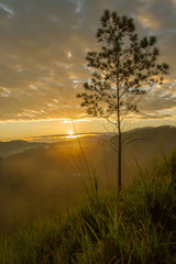 warm sunrise landscape with isolated pine tree in a high grass hill in the a tropical land