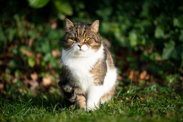 Naklejka na ściany i meble portrait of a tabby white british shorthair cat sitting on grass outdoors in front of a bush in sunlight looking at camera