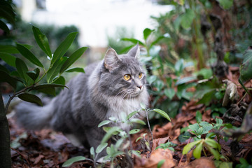 Naklejka na ściany i meble blue tabby white maine coon cat on the prowl lurking in the bushes with autum leaves
