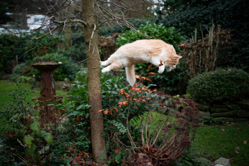 playful white ginger maine coon cat jumping off a tree outdoors in the back yard